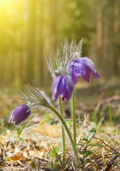 Spring flowers, sun — Stock Photo, Image