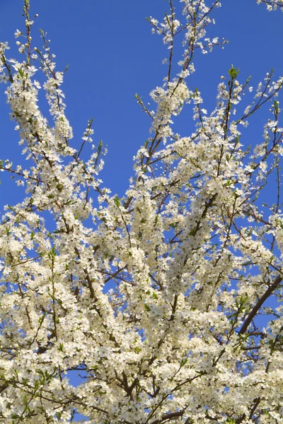 Kiraz ağacı çiçek — Stok fotoğraf