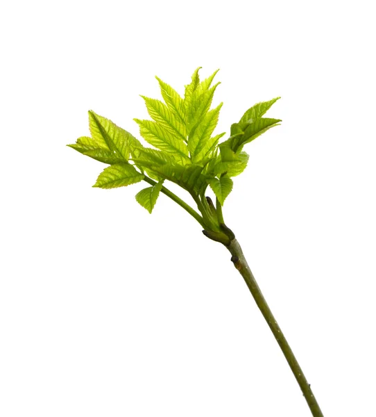 고립 된 어린 잎 — 스톡 사진