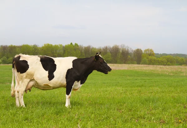 Cow on spring meadow — Stock Photo, Image