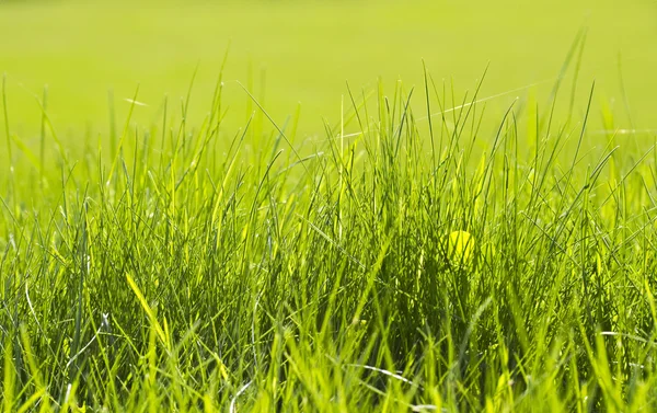 Молодая трава — стоковое фото