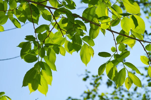 Junge Blätter, Gegenlicht — Stockfoto