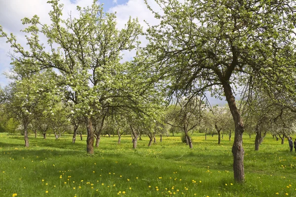 stock image Blossoming orchard