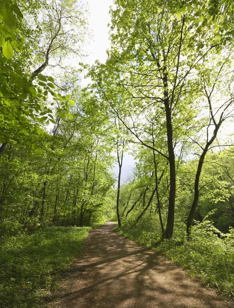 Trail i vår park — Stockfoto