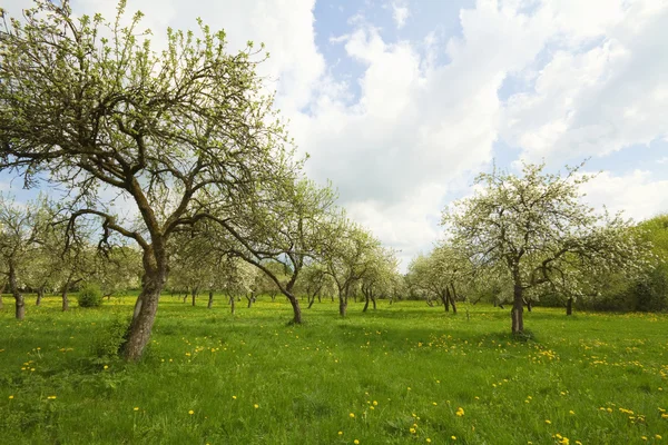 Virágzó orchard — Stock Fotó