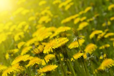 Dandelion field clipart