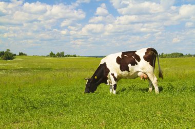 Cow eats grass clipart