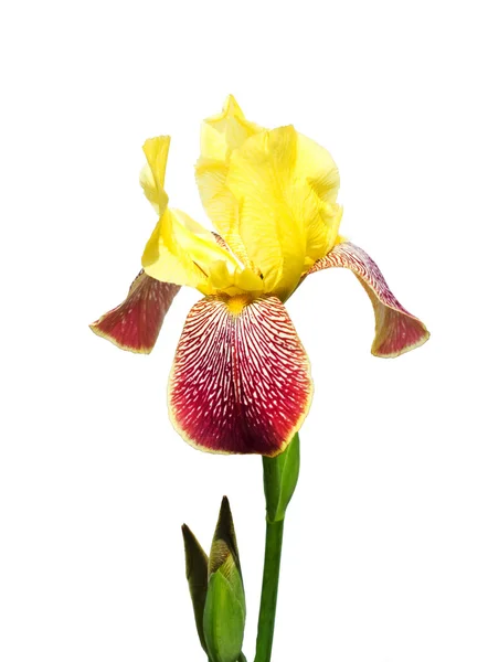 Iris geïsoleerd op wit — Stockfoto
