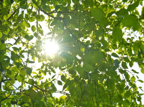 Soleil à travers les feuilles — Photo