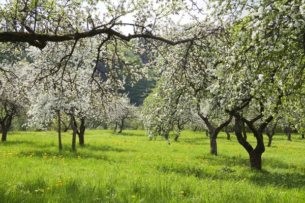 Blommande orchard — Stockfoto