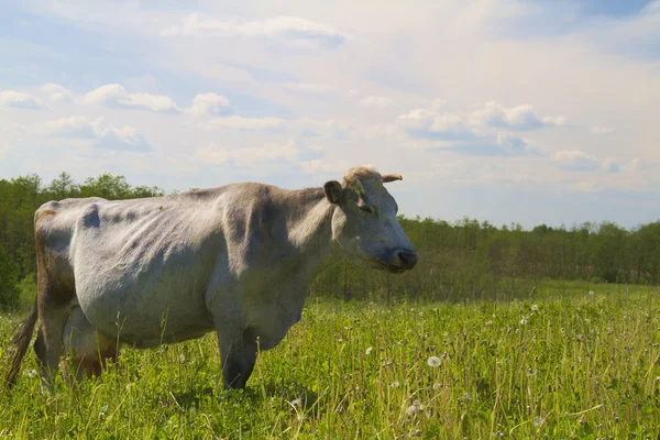 Vaca en el prado — Foto de Stock