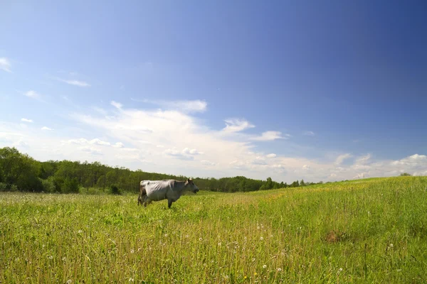 Krowa na łące — Zdjęcie stockowe