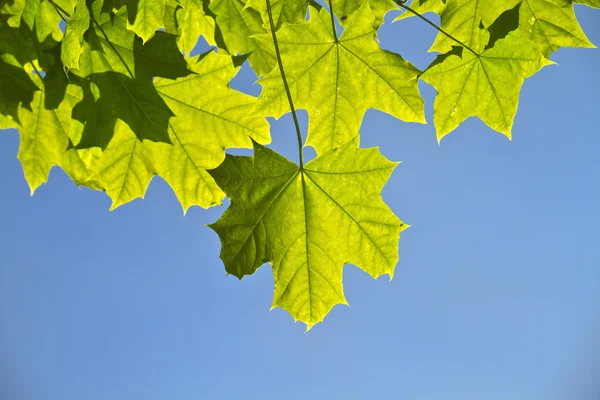 Młode liście, podświetlenie — Zdjęcie stockowe