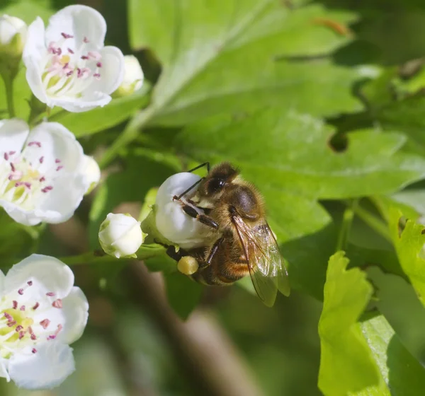 Bee on a flower cherry — Stock Photo, Image