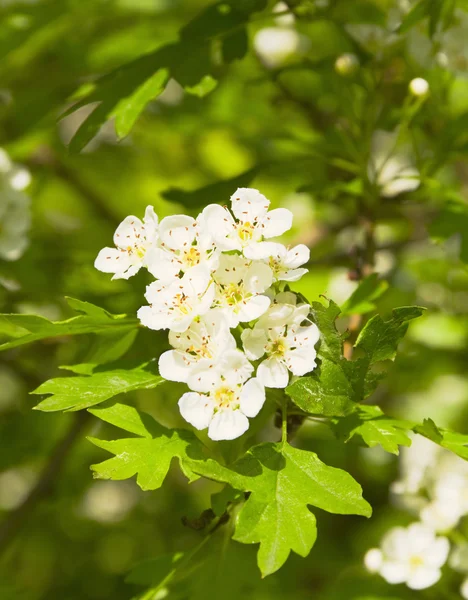 Körsbärsträd blommor — Stockfoto