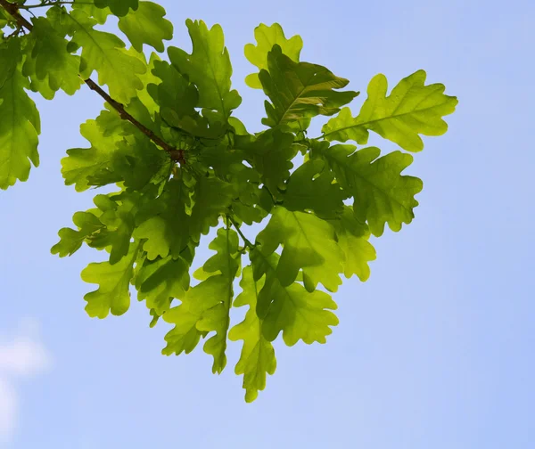 Dubové listí v podsvícení — Stock fotografie