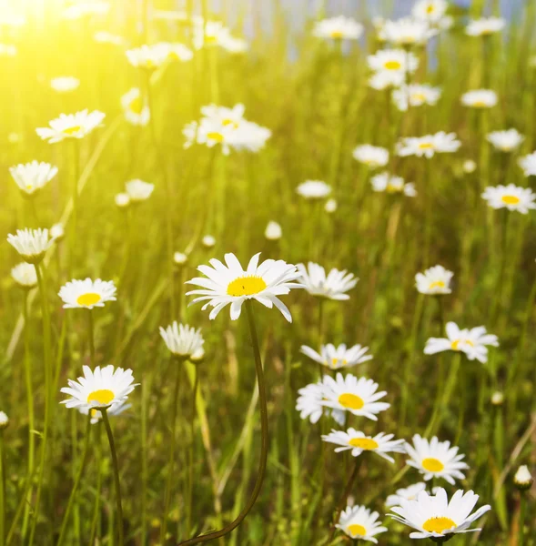 Daisies in the field — Stock Photo, Image