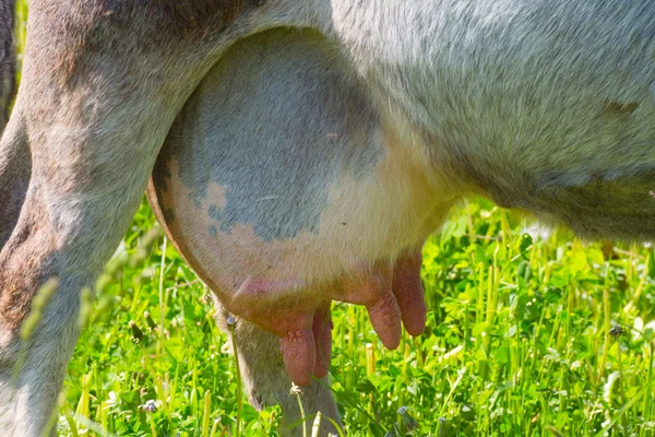 Cow udder — Stock Photo, Image
