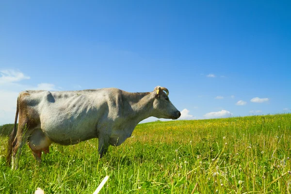 Vacă pe pajişte — Fotografie, imagine de stoc
