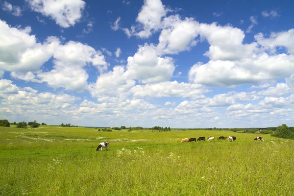 Rural landscape with cows — Stock Photo, Image