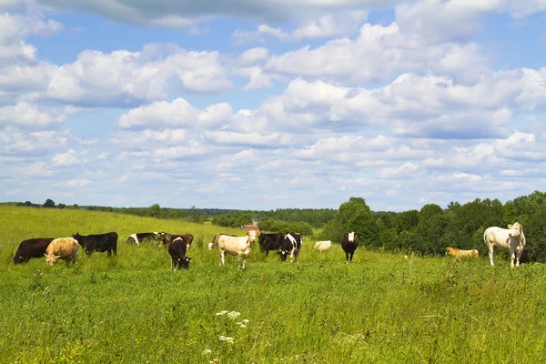 Landelijk landschap met koeien — Stockfoto