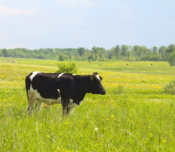 Black cow in the meadow — Stock Photo, Image