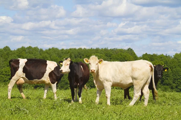 Cows in the meadow — Stock Photo, Image