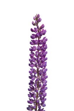 Lupine izole edildi