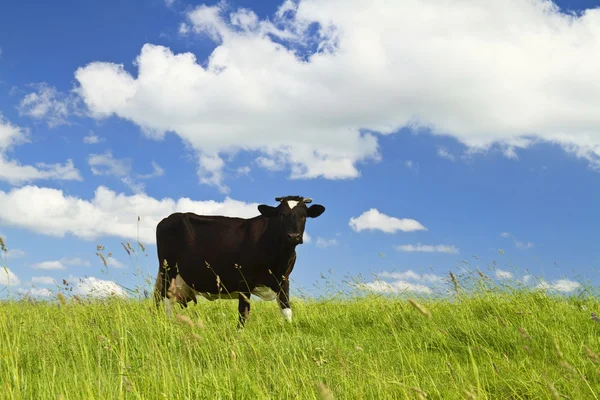 Koe eet gras — Stockfoto