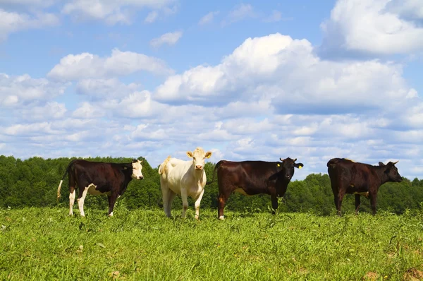 Koeien in de wei — Stockfoto