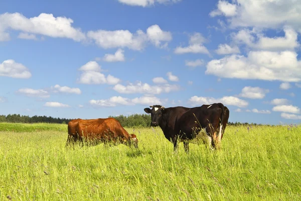 Коровы едят траву — стоковое фото
