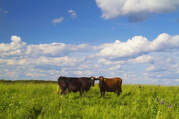 牧场里的奶牛 — 图库照片
