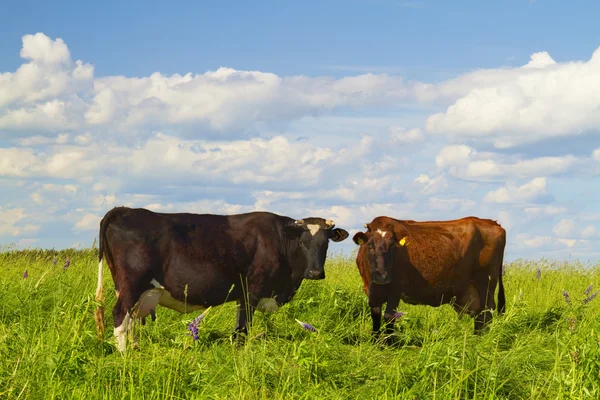 Cows in the meadow — Stock Photo, Image