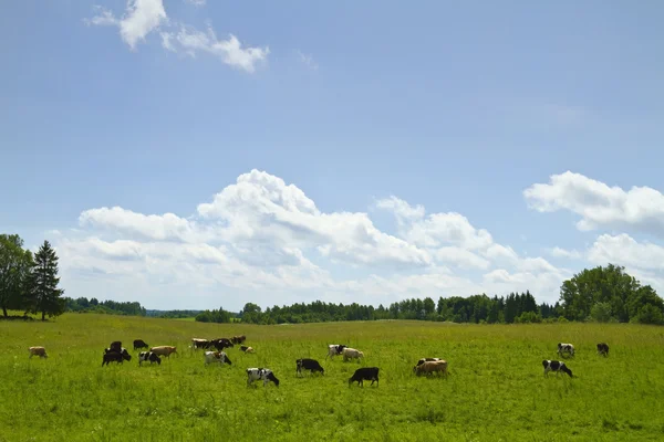 Коровы на лугу, летний пейзаж — стоковое фото