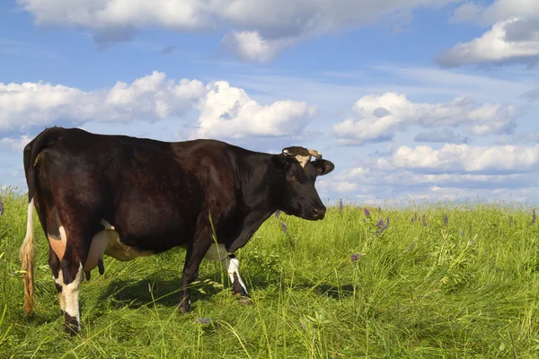 Kráva žere trávu — Stock fotografie