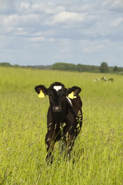 Calf in a meadow — Stock Photo, Image