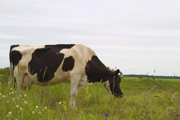 Αγελάδα που τρώει χόρτο — Φωτογραφία Αρχείου