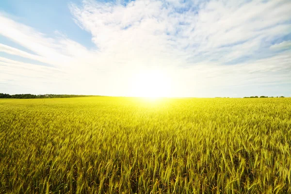 Пшеничное поле на рассвете — стоковое фото