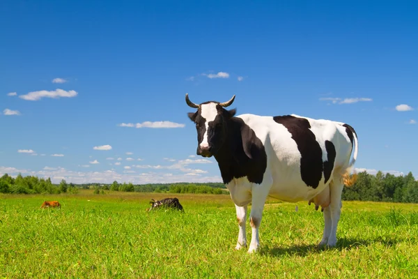 Αγελάδα στο λιβάδι — Φωτογραφία Αρχείου