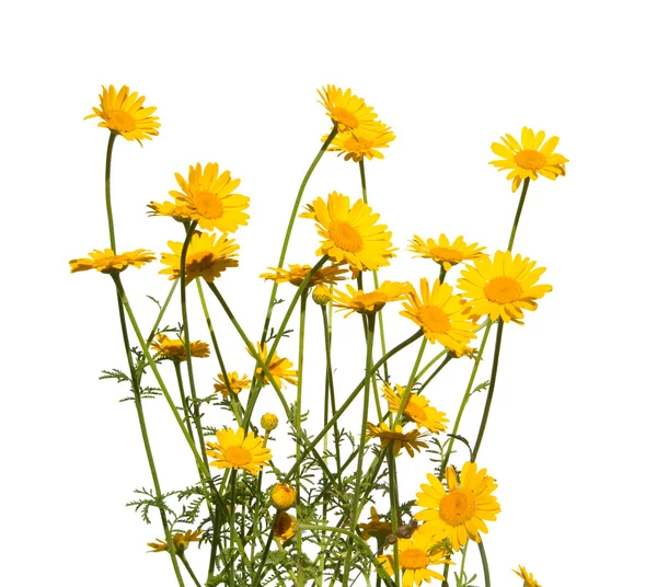 Gele daisies, geïsoleerd — Stockfoto