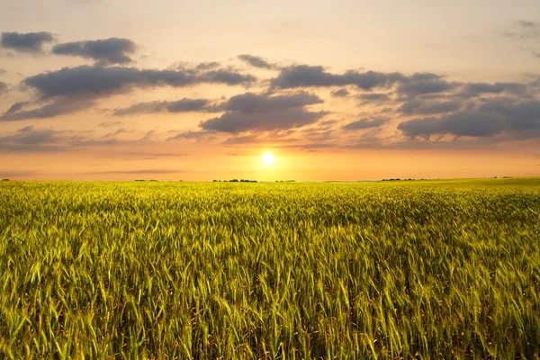 Puesta de sol en el campo de trigo —  Fotos de Stock