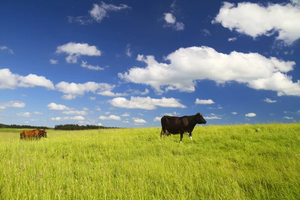 Vaches dans la prairie — Photo