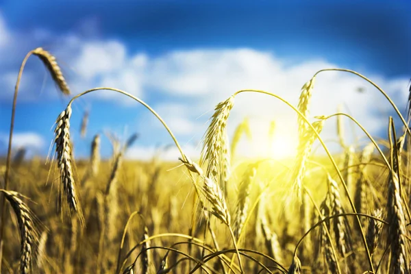 Campo de trigo maduro, por do sol — Fotografia de Stock
