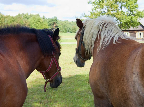 牧草地で horsesl — ストック写真