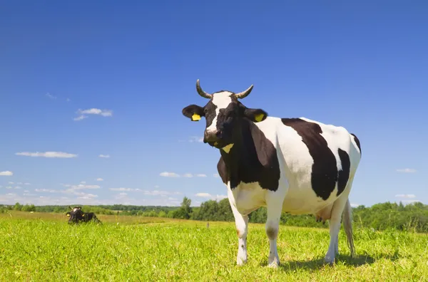 Vaca no prado Imagem De Stock