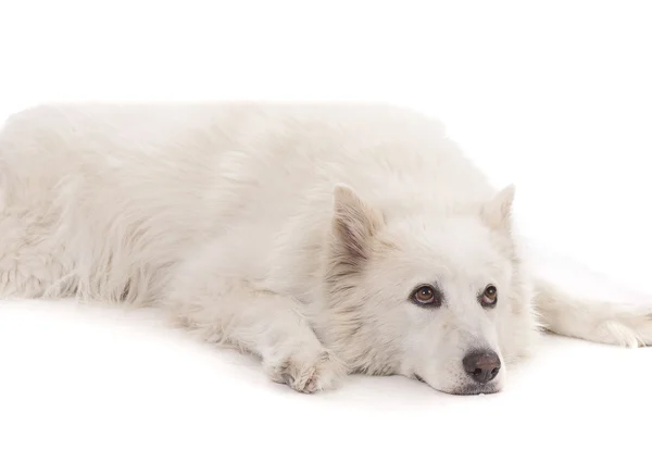 Weißer aski schwerer Hund legt sich hin — Stockfoto