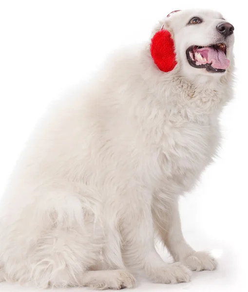 Bílá těžké s červenou ušní muff — Stock fotografie