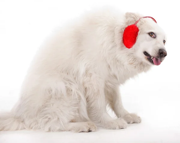 Λευκό ΑΣΚΙ σοβαρή που καλύπτουν τα αυτιά — Φωτογραφία Αρχείου