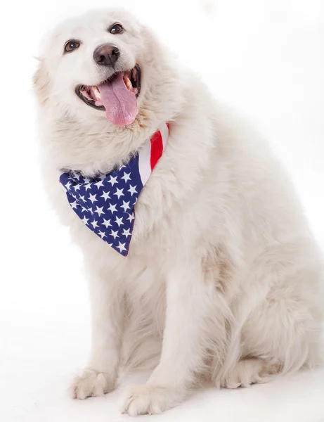 Hund trägt Schal mit amerikanischer Flagge — Stockfoto