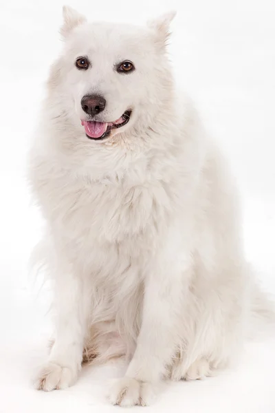 Witte hond zit — Stockfoto